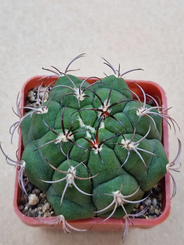 Gymnocalycium marquezii