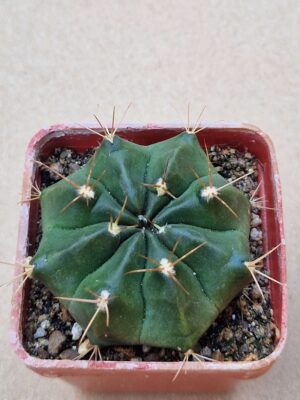 20260701_095239 Gymnocalycium griseopallidum