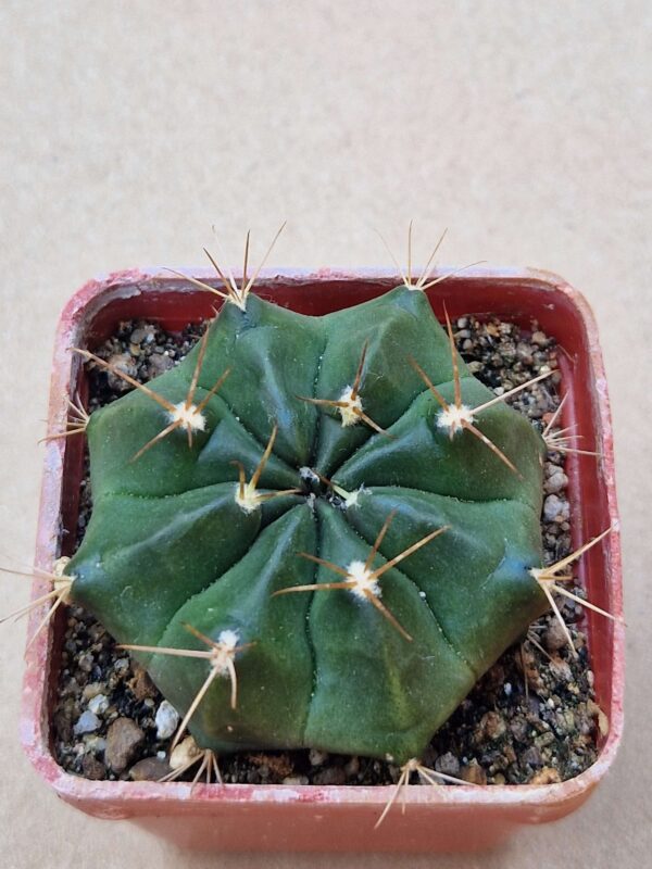 Gymnocalycium griseopallidum