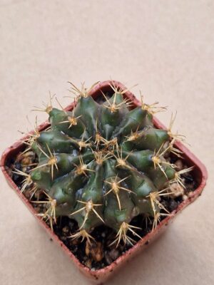 20260701_100729 Gymnocalycium megatae ssp zecherii