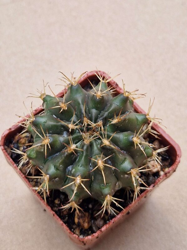 Gymnocalycium megatae ssp zecherii
