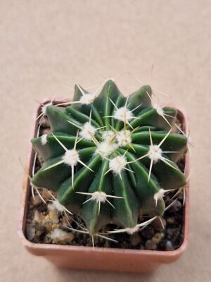 Wigginsa gladiata