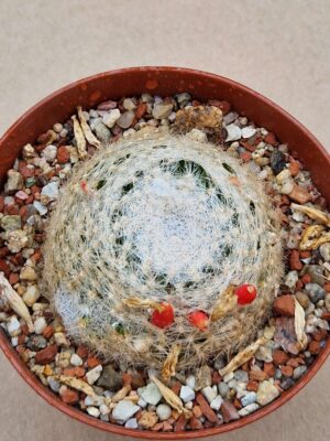 20260701_102301 Mammillaria lenta
