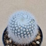 Notocactus scopa