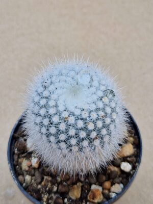 20260701_102311 Notocactus scopa
