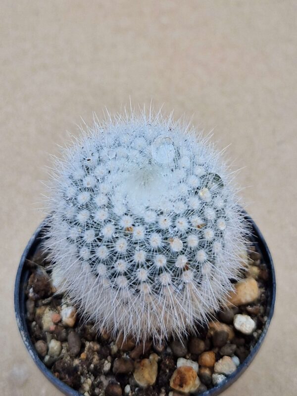 Notocactus scopa