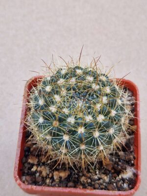 20260701_102318 Notocactus concinnus