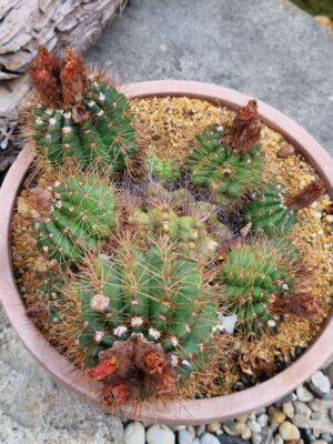 20260701_104237 Notocactus ottonis v vencluianus