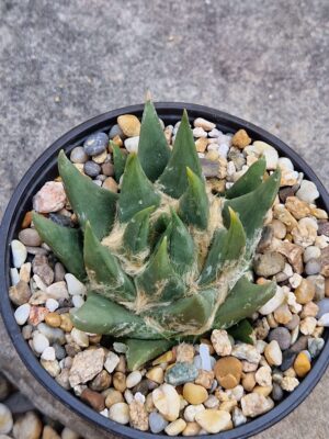 20260701_104311 Ariocarpus trigonus