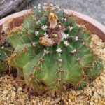 20260701_105419 Notocactus sp