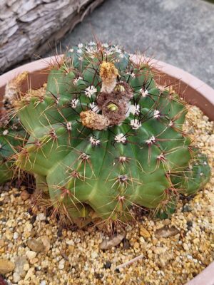20260701_105419 Notocactus sp