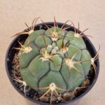 20260701_144923 Gymnocalycium zegarrae