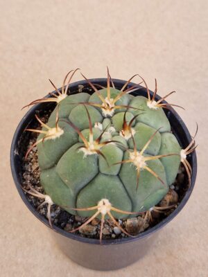 20260701_144923 Gymnocalycium zegarrae