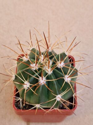 20260701_145005 Melocactus sp