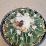 20260701_150717 Wigginsia leucocarpa