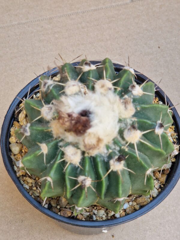Wigginsia leucocarpa