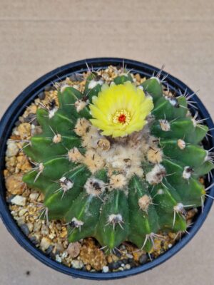 Wigginsia courantii