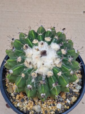 Wigginsia sellowii