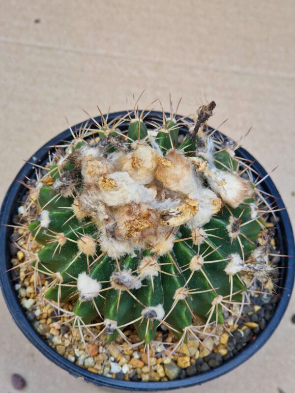 Wigginsia sp