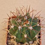 Melocactus bahiensis