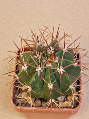 20260701_154443 Melocactus bahiensis