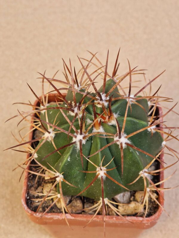 Melocactus bahiensis
