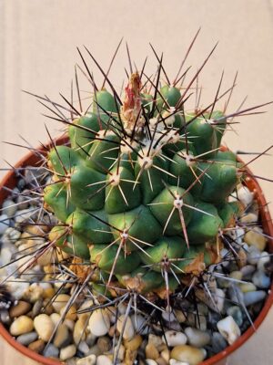 20260701_161004 Thelocactus flavus