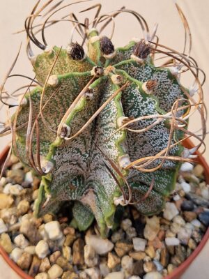 20260701_161035 Astrophytum capricorne v mayor