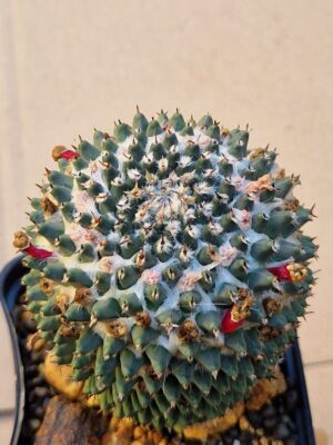 20260701_161113 Mammillaria sempervivi