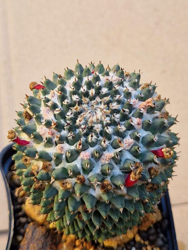 Mammillaria sempervivi