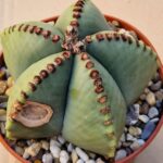 Astrophytum myriostigma v nudum