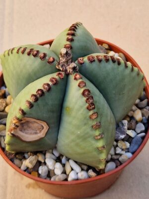 Astrophytum myriostigma v nudum
