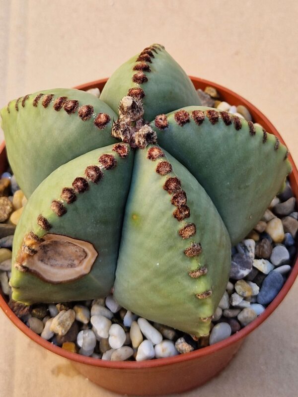Astrophytum myriostigma v nudum