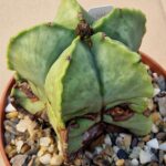 Astrophytum myriostigma v nudum