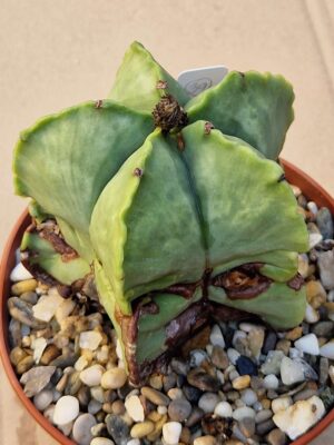 Astrophytum myriostigma v nudum
