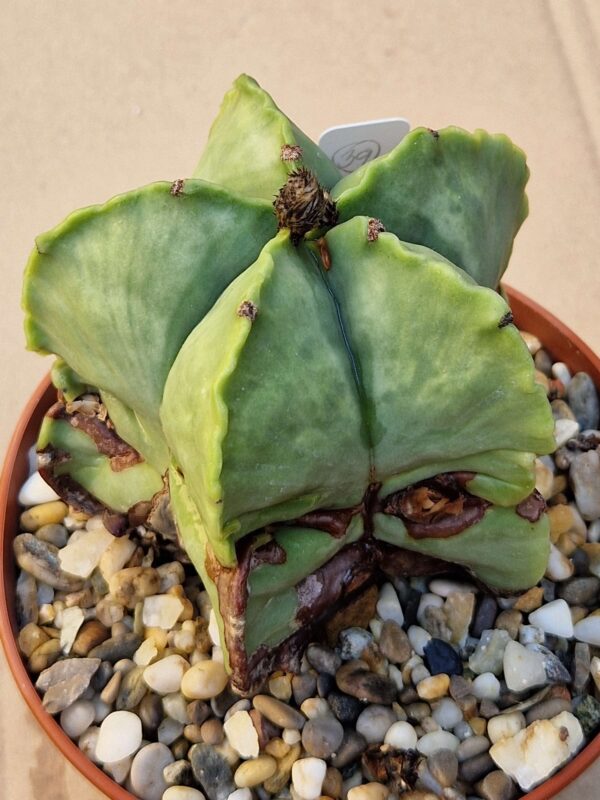 Astrophytum myriostigma v nudum