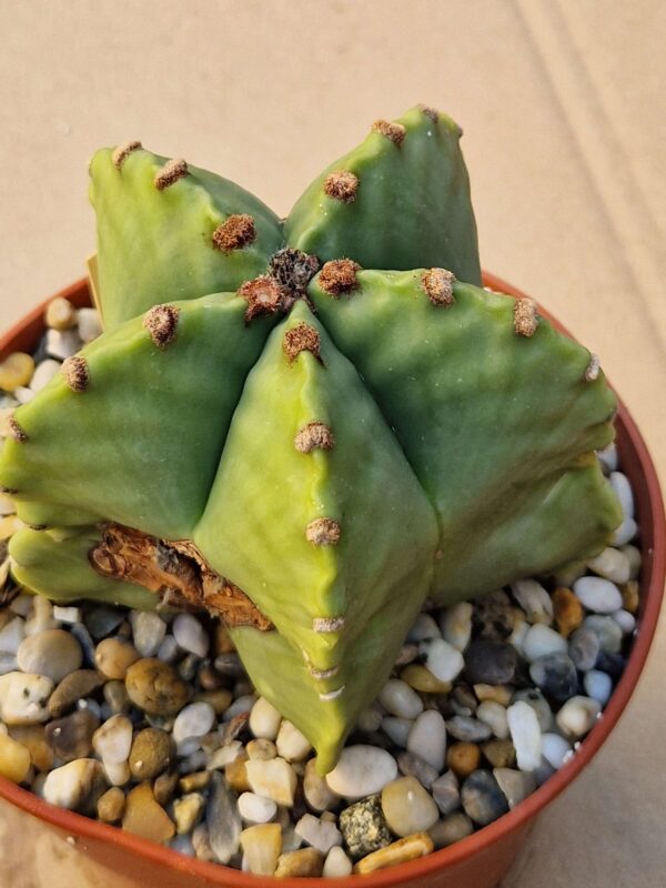 Astrophytum myriostigma v nudum