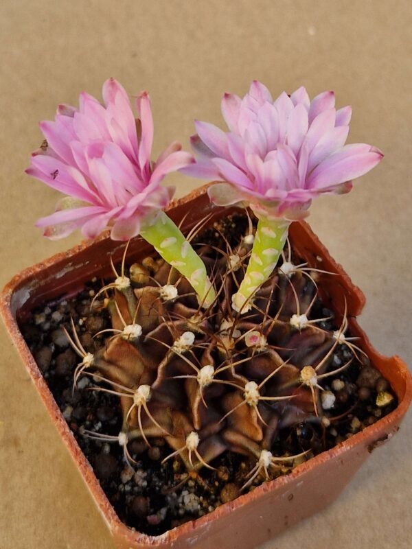 Gymnocalycium mihanovichii v piraretaense