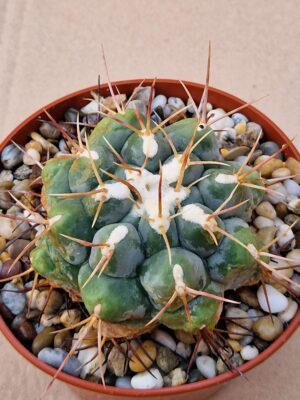 20260701_170744 Thelocactus hexaedrophorus
