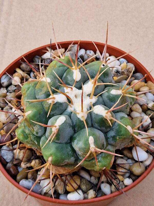 Thelocactus hexaedrophorus