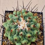 20260701_170821 Thelocactus sp