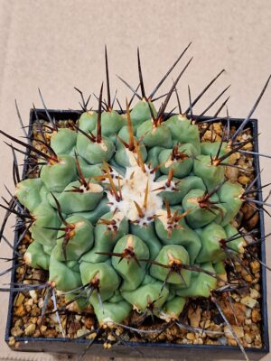 20260701_170821 Thelocactus sp