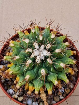 20260701_170838 Thelocactus matudae