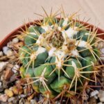 20260701_171706 Thelocactus lloydii