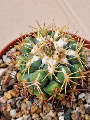 20260701_171706 Thelocactus lloydii