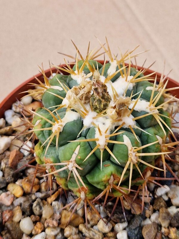 Thelocactus lloydii