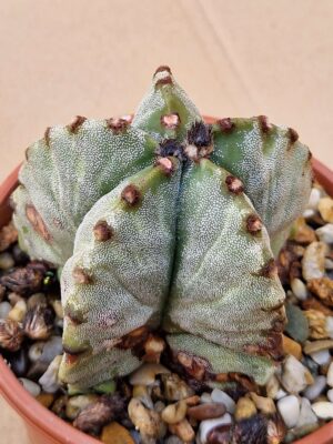 Astrophytum myriostigma