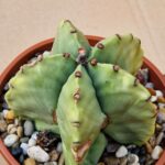 Astrophytum myriostigma v nudum