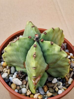 Astrophytum myriostigma v nudum