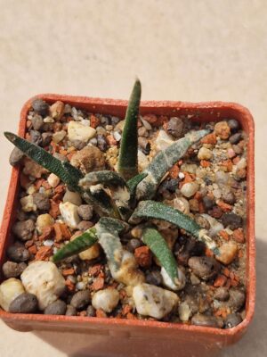 Ariocarpus agavoides